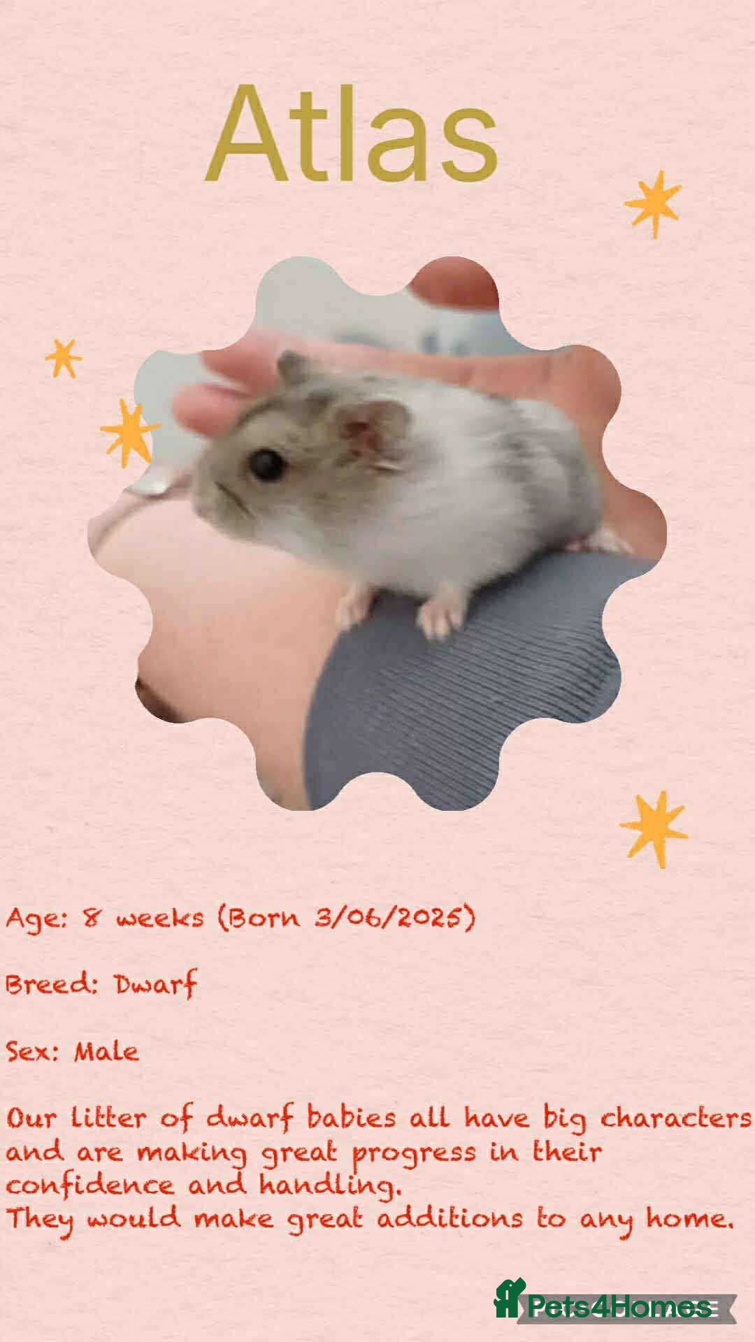 Hamster rodents for sale: Hamsters for adoption  - Image 16