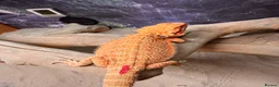 Bearded Dragon reptiles for sale: High Citrus, Tiger , Hypo, GS, Dunner, Trans  - Advert 1