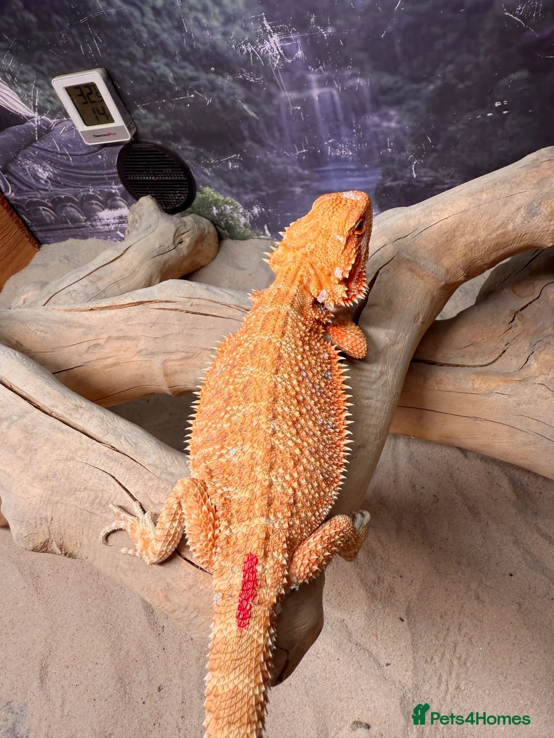 Bearded Dragon reptiles for sale: High Citrus, Tiger , Hypo, GS, Dunner, Trans  - Advert 1