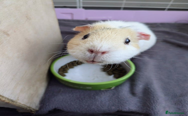 Guinea Pig rodents - Advert 5
