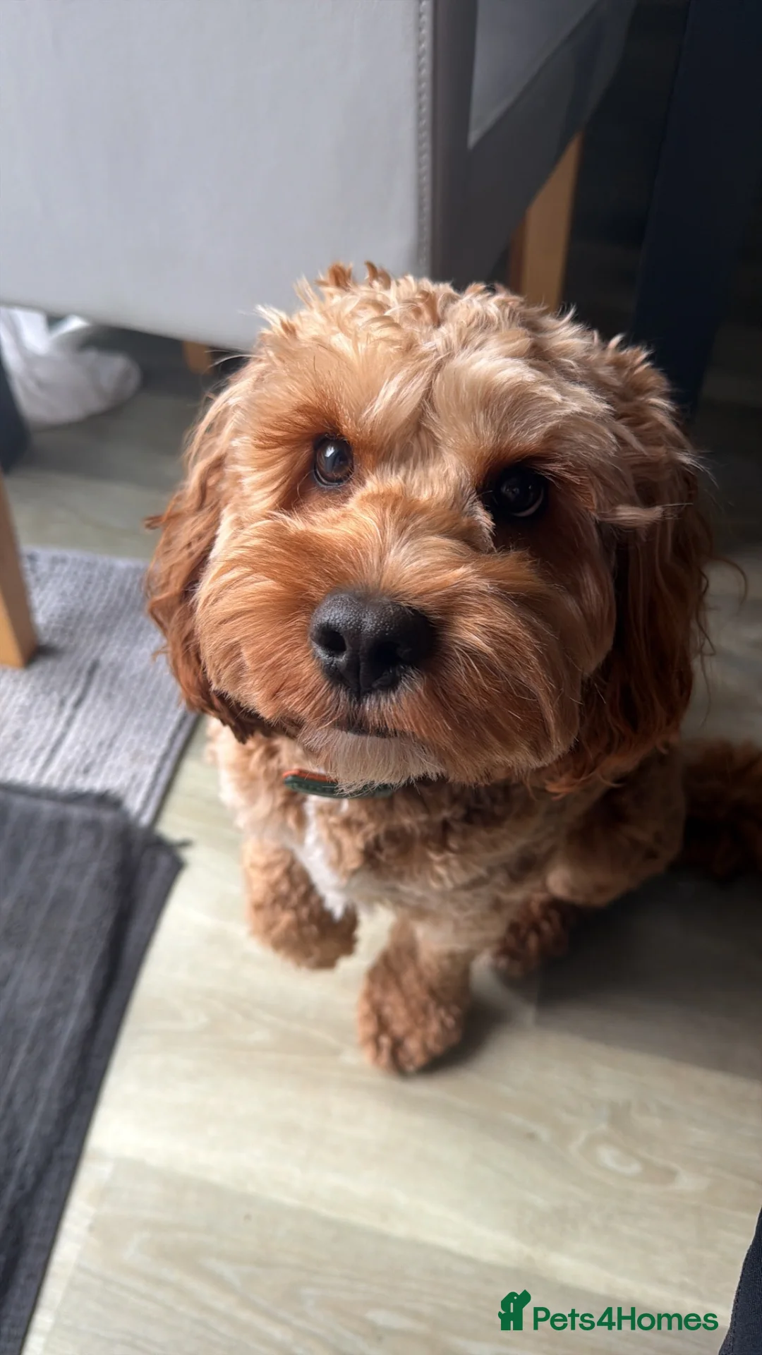 Cockapoo dogs for stud: Cocapoo 2years available for stud in Goole - Advert 2