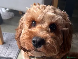Cockapoo dogs Cocapoo 2years available for stud - Advert 4