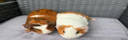 Guinea Pig rodents for sale: Sows and Trio of Boars  - Advert 18