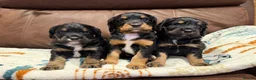 Cocker Spaniel dogs for sale: 🐾 KC registered black white & tan Cocker spaniels in Barnstaple - Advert 1