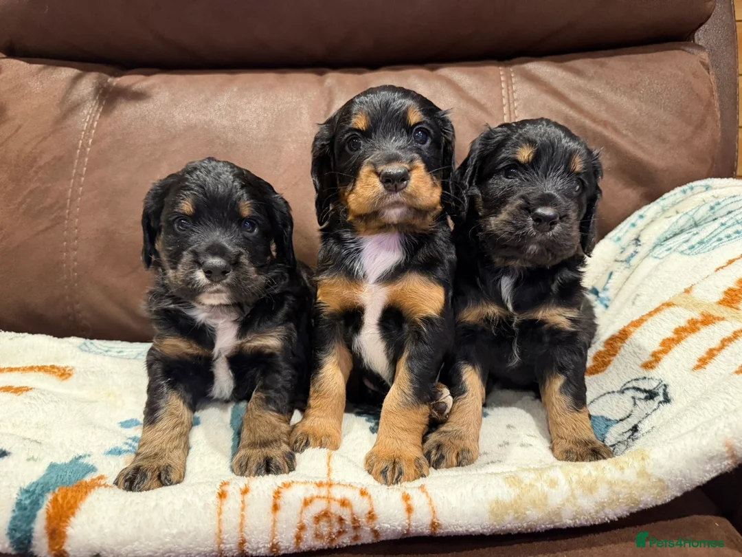 Cocker Spaniel dogs for sale: 🐾 KC registered black white & tan Cocker spaniels in Barnstaple - Advert 1