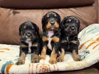 Cocker Spaniel dogs 🐾 KC registered black white & tan Cocker spaniels in Barnstaple - Advert 6