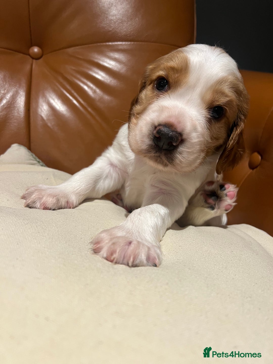 Welsh Springer Spaniel dogs for sale: 1 Girl remaining Fully Health Tested Parents  - Advert 10