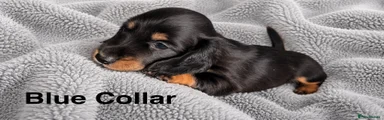 Miniature Dachshund 2
