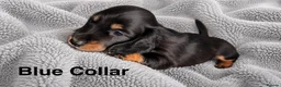 Miniature Dachshund dogs for sale: Last Male left - Miniature Dachshund Puppies - Advert 6