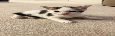Kitten 3