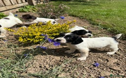 English Springer Spaniel dogs for sale: Springer spaniel puppies for sale  - Image 3