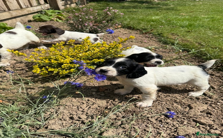 English Springer Spaniel dogs - Advert 3