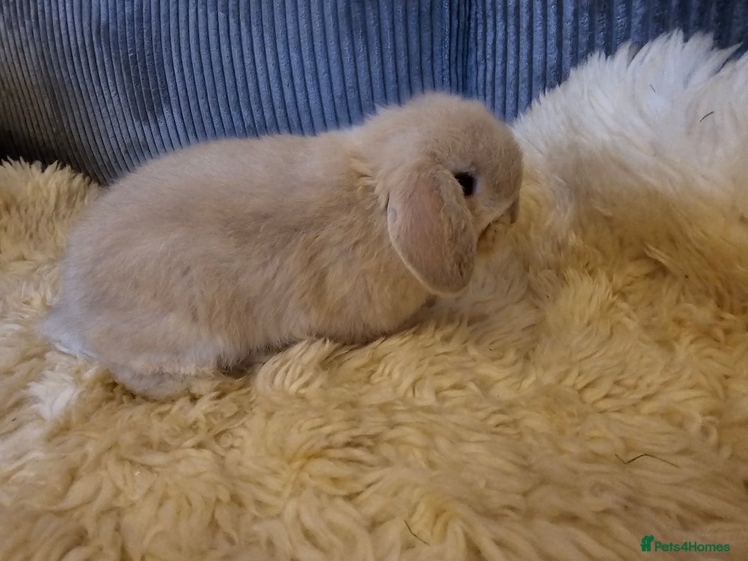 Mini Lop rabbits for sale: Pure bred mini lops  - Advert 3