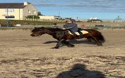 Fell horses for sale: Basil 13.2 registered fell gelding  - Image 10