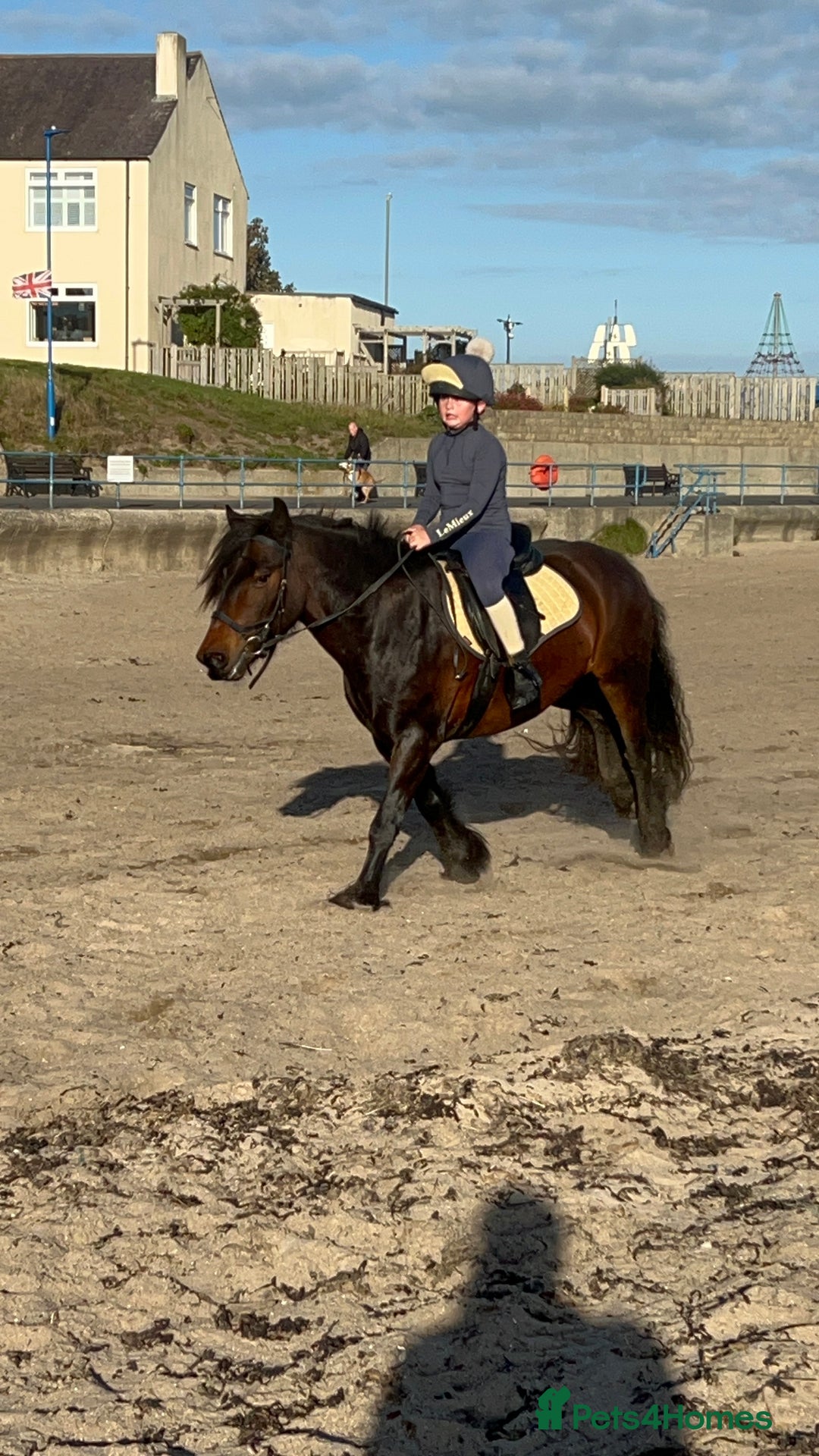 Fell horses for sale: Basil 13.2 registered fell gelding  - Image 10