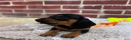 Dachshund dogs for sale: 5 gorgeous miniature dachshund puppy’s🐶 in Cullompton - Advert 9