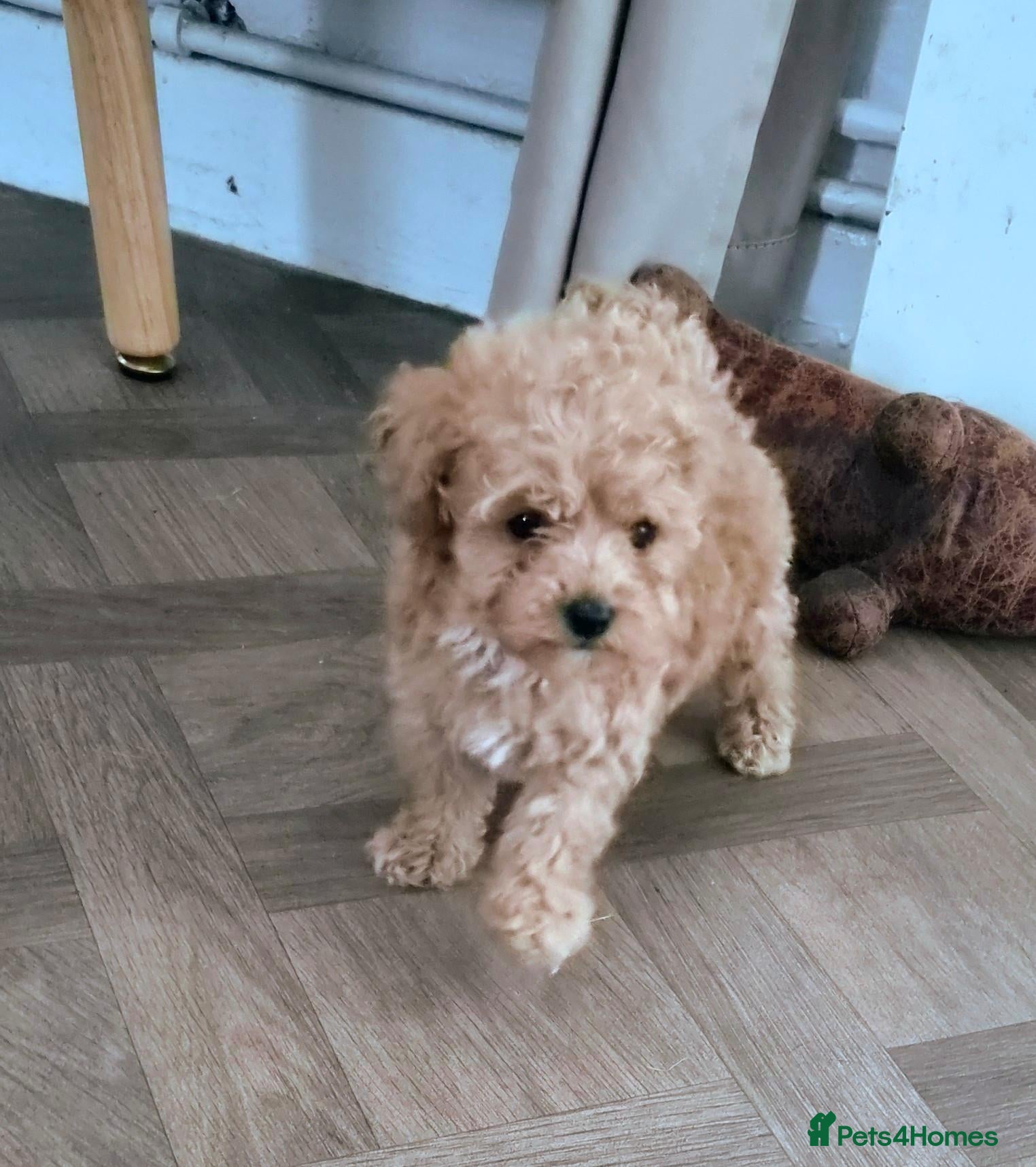 Miniature Poodle dogs Miniature poodles  - Advert 3