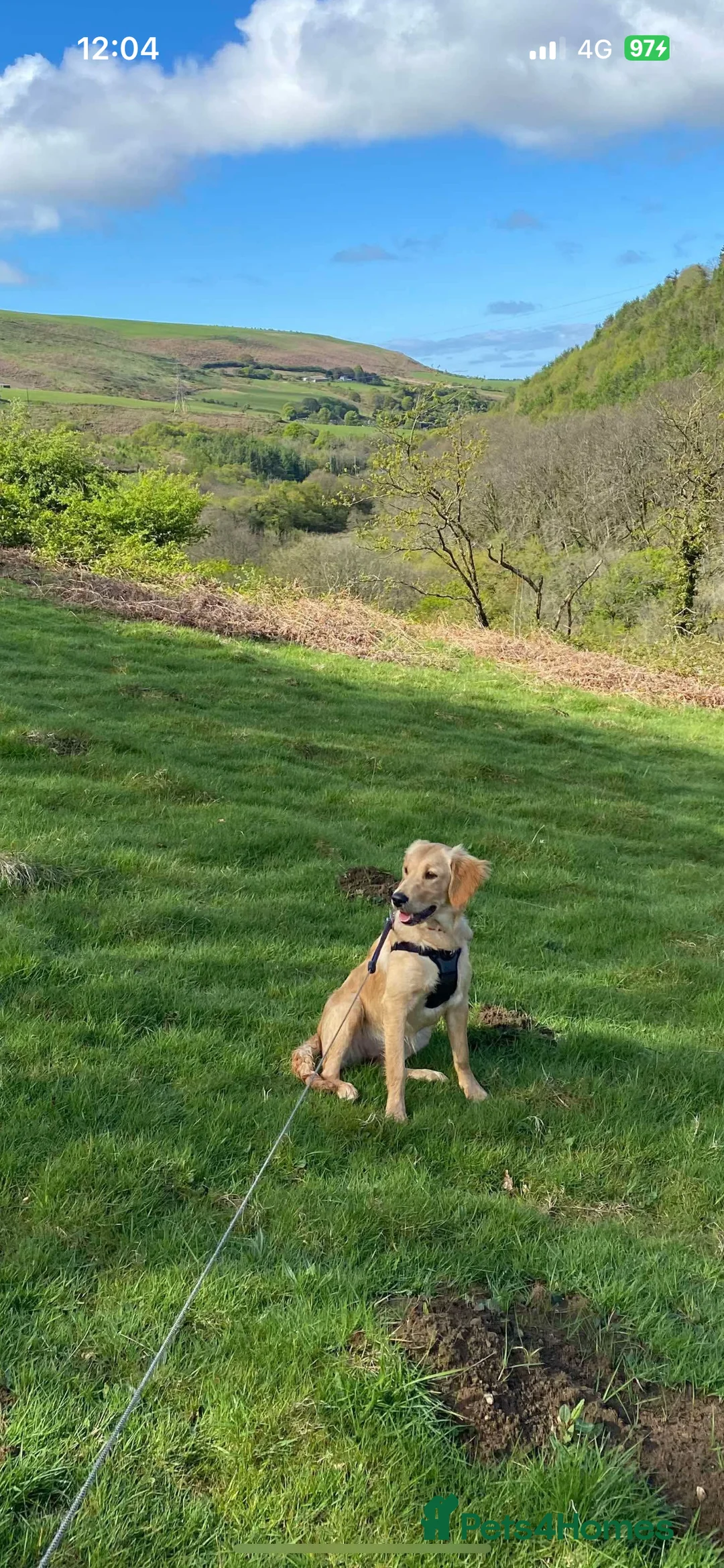 Golden Retriever dogs for sale: Exceptional Golden Retriever-Loving Temperament  in Port Talbot - Advert 6