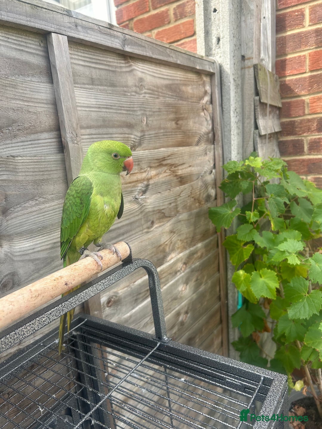 Ringnecks birds for sale: Young male Indian ringneck - Image 5