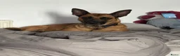 Belgian Shepherd Dog dogs for sale: Jamie 4 year old cross breed Belgian Mealios  - Advert 3