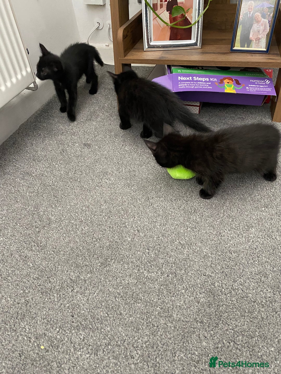 Mixed Breed cats for sale: Playful kittens looking for their forever home  - Image 8