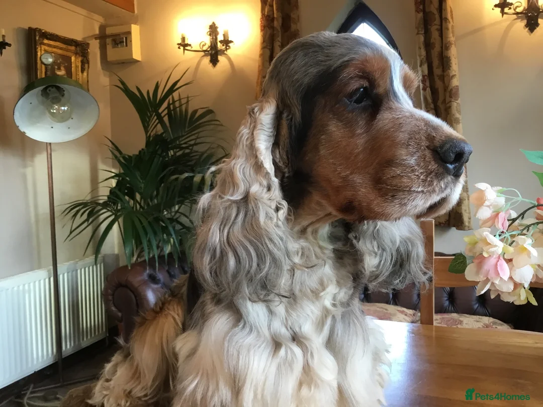 Cocker Spaniel dogs for stud: Stunning Sable, Show Cocker Stud,  Health Tested. in Market Drayton - Advert 12