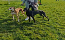 Mixed Breed dogs for sale: Saluki greyhound whippet pups - Image 7