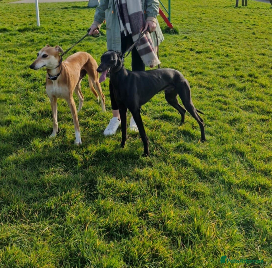 Mixed Breed dogs for sale: Saluki greyhound whippet pups - Image 7