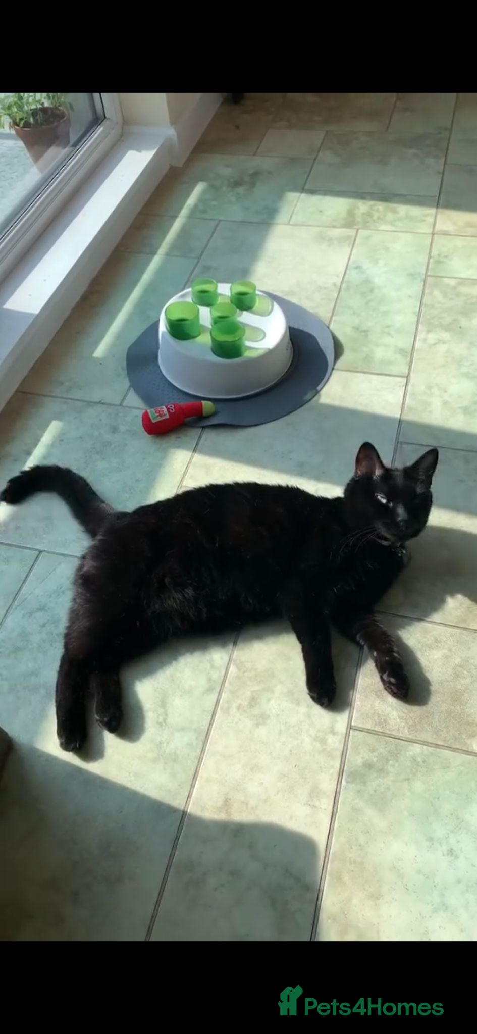 British Shorthair cats *FREE ADOPTION* Bella British Shorthair - Advert 15