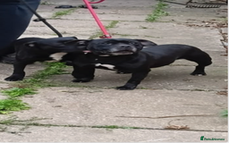 Staffordshire Bull Terrier dogs for sale: Black Staffordshire bull terrier  - Image 6