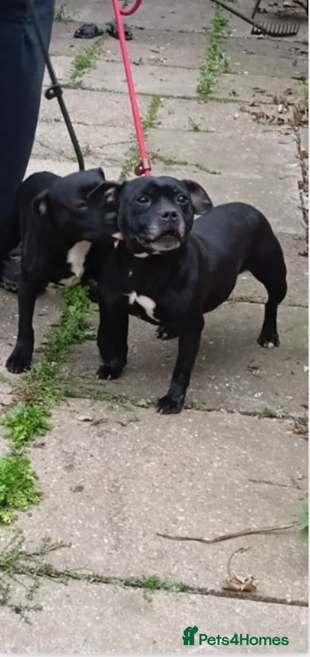 Staffordshire Bull Terrier dogs for sale: Black Staffordshire bull terrier  - Image 6