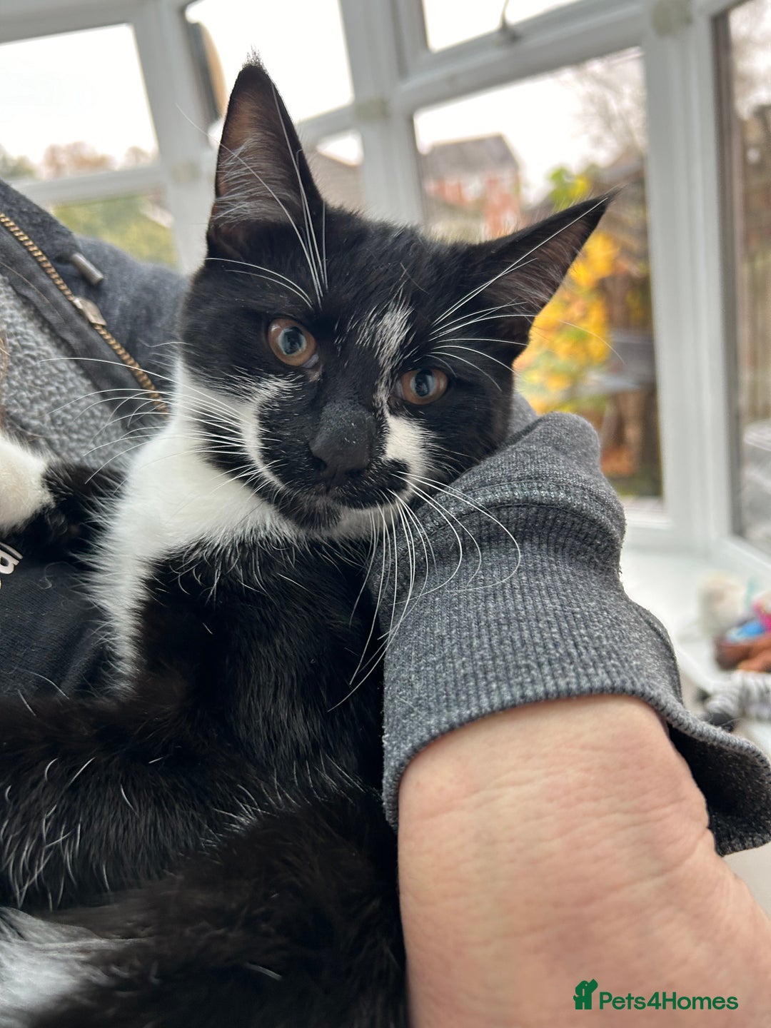 Domestic Shorthair cats for sale: 4 black and white kittens  - Advert 9
