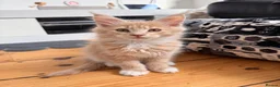 Maine Coon cats for sale: READY NOW ,TICA MALE MAINECOON - Advert 6