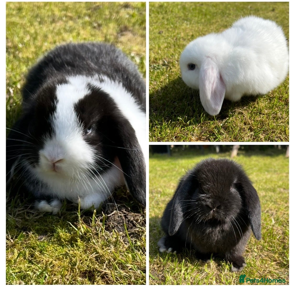 Mini Lop rabbits Mini Lops  - Advert 7