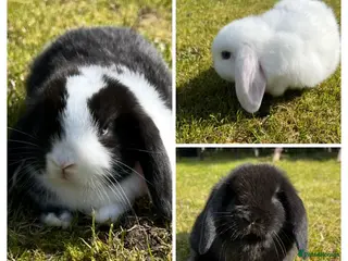 Mini Lop rabbits Mini Lops - Advert 7