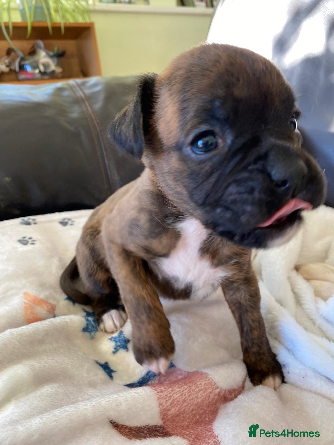 Boxer dogs for sale: Boxer puppies kc registered 5 star licence  - Advert 3