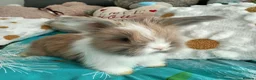 Angora rabbits for sale: English Full Face Angora Bunnies - Advert 15