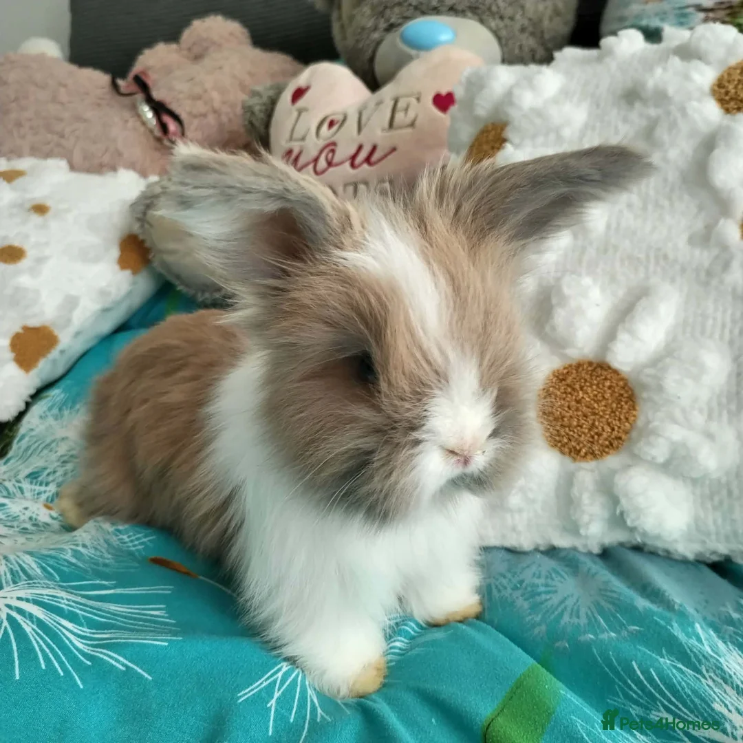 Angora rabbits for sale: English Full Face Angora Bunnies - Advert 15