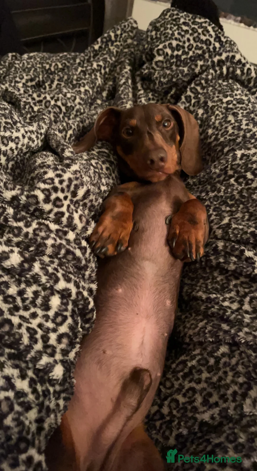 Miniature Dachshund dogs for stud: FOR STUD PROVEN KCreg Choc & tan mini Dachshund in Sunderland - Advert 5