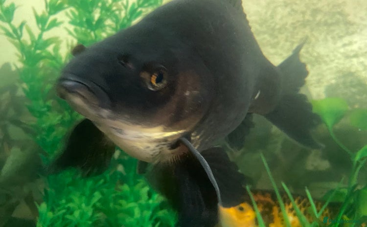 Goldfish fish - Advert 1