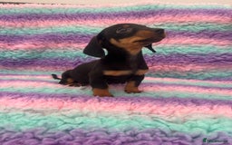 Miniature Dachshund dogs for sale: Miniature Dachshund Boys and Girls From £700 - Image 34