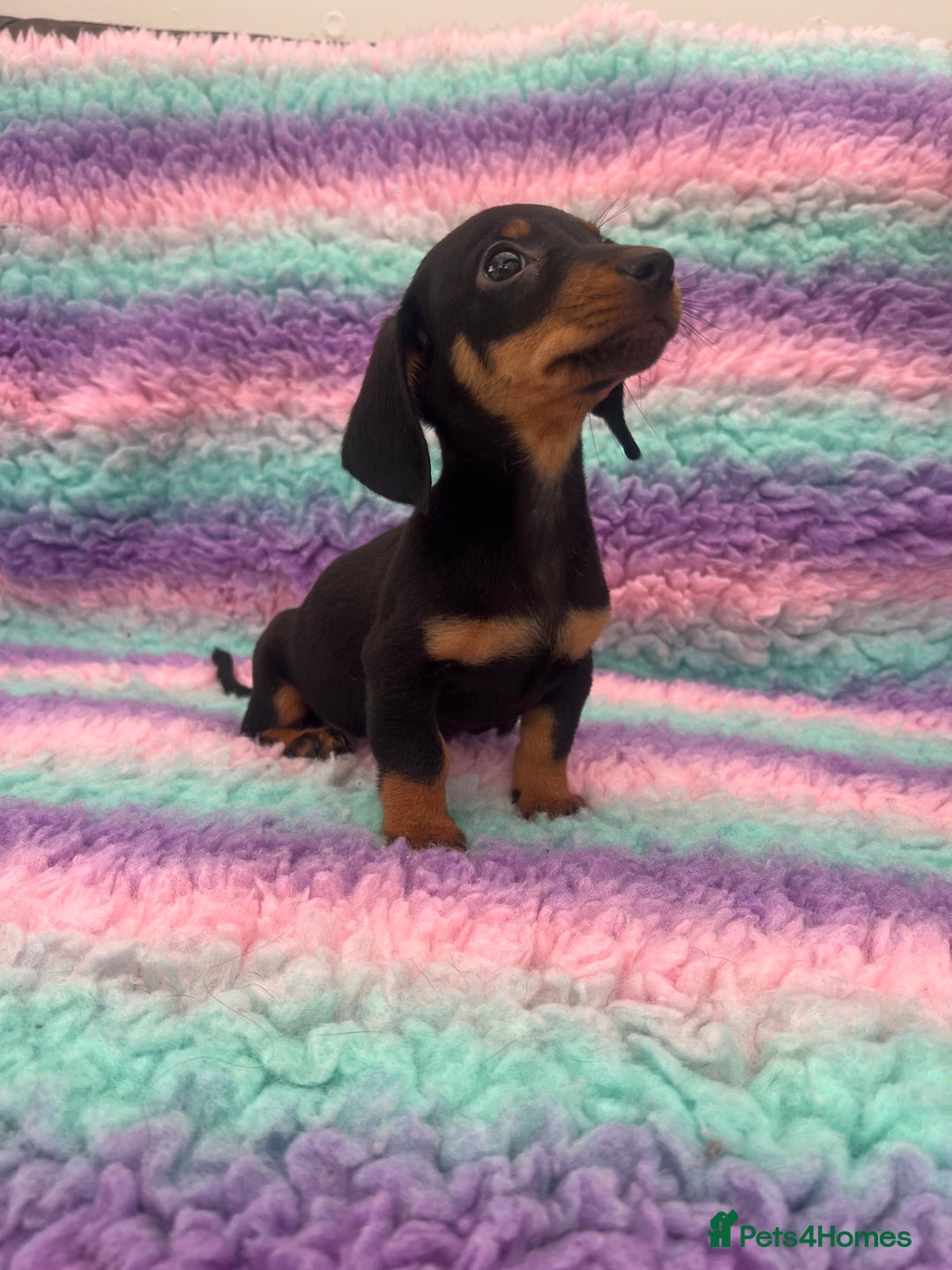 Miniature Dachshund dogs for sale: Miniature Dachshund Boys and Girls From £700 - Image 34