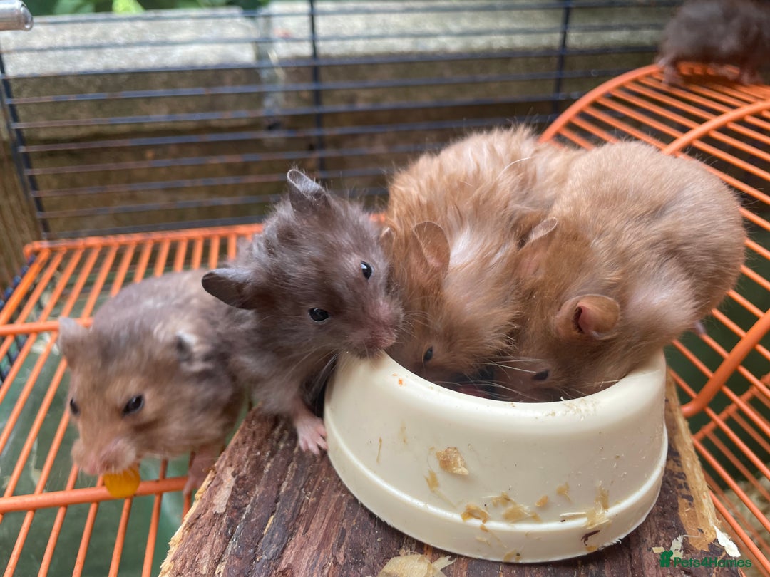 Hamster rodents for sale: Baby hamsters for sale  - Image 16