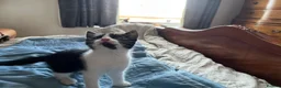 Mixed Breed cats for sale: Beautiful Kittens Seeking Loving Forever Homes  - Advert 23