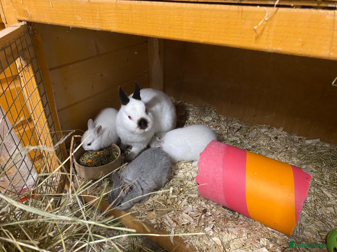 Netherland Dwarf rabbits for sale: Gorgeous baby Netherland Dwarf kits in Manchester - Image 2