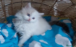 Ragdoll cats for sale: RAGDOLLS BICOLOUR BOY GIRLS BLUE EYES READY NOW  - Advert 22