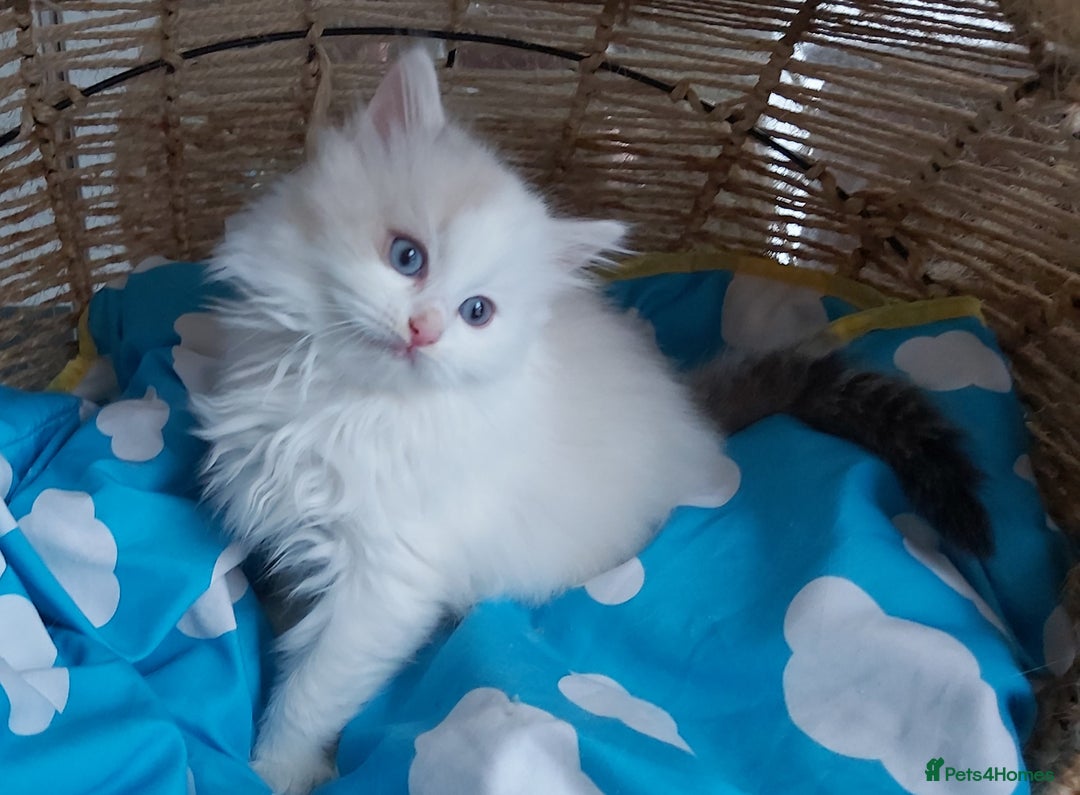 Ragdoll cats for sale: RAGDOLLS BICOLOUR BOY GIRLS BLUE EYES READY NOW  - Advert 22
