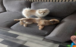 Pomeranian dogs for sale: Rehoming required for our two brothers.  - Image 11