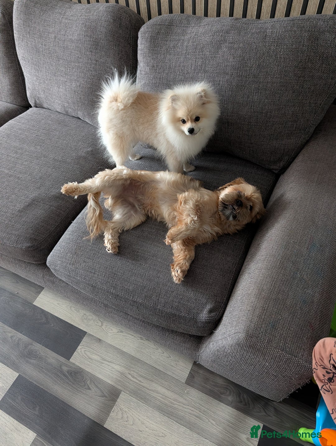 Pomeranian dogs for sale: Rehoming required for our two brothers.  - Image 11