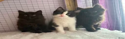 Ragdoll cats for sale: Ragdoll Cross long coated kittens - Advert 1